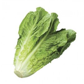 LECHUGA OREJONA PZA.