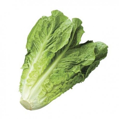 LECHUGA OREJONA PZA.
