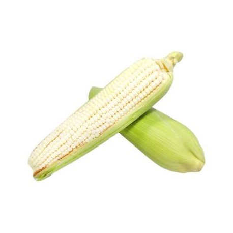 ELOTE PZA.