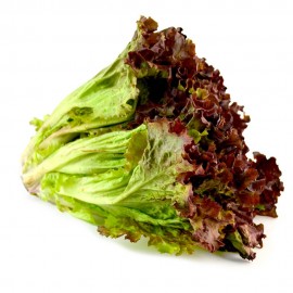 LECHUGA SANGRIA PZA.