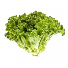 LECHUGA ITALIANA PZA.