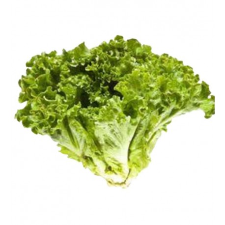 LECHUGA ITALIANA PZA.