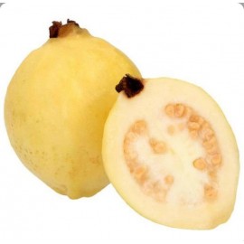 GUAYABA KG