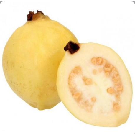 GUAYABA KG